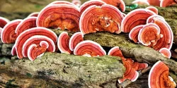 خواص قارچ گانودرما در طب سنتی برای لاغری و مضرات آن