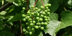 خواص غوره در طب سنتی برای لاغری و مضرات آن