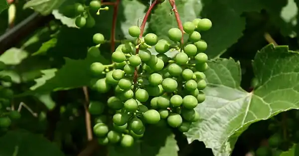 خواص غوره در طب سنتی برای لاغری و مضرات آن
