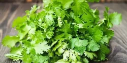 خواص گشنیز در طب سنتی برای لاغری و مضرات آن