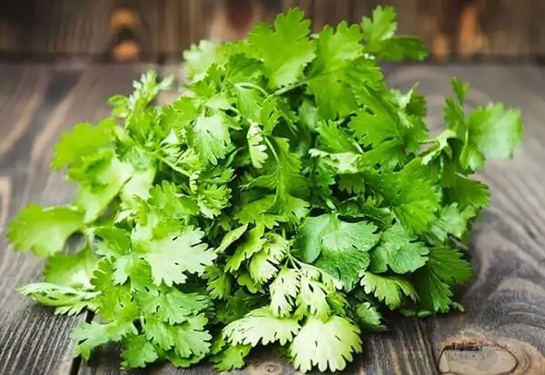 خواص گشنیز در طب سنتی برای لاغری و مضرات آن