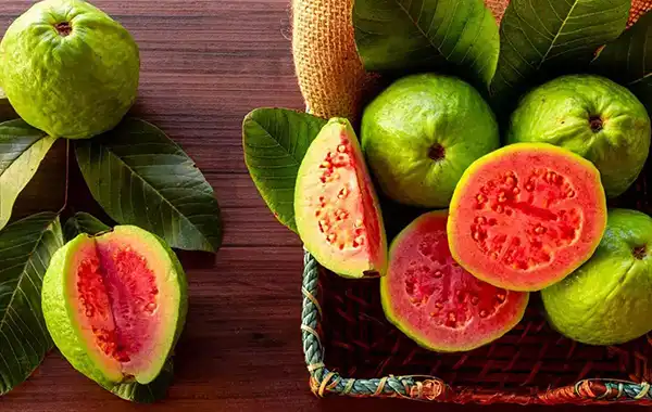 خواص گواوا در طب سنتی برای لاغری و مضرات آن