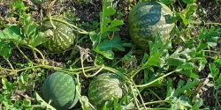 خواص هندوانه ابوجهل در طب سنتی برای لاغری و مضرات آن