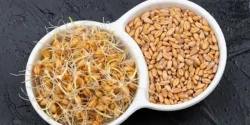 خواص جوانه گندم در طب سنتی برای لاغری و مضرات آن