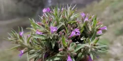 خواص کاکوتی در طب سنتی برای لاغری و مضرات آن