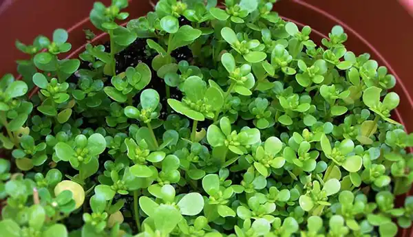 خواص پرپین در طب سنتی برای لاغری و مضرات آن