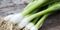 خواص پیاز کوهی در طب سنتی برای لاغری و مضرات آن