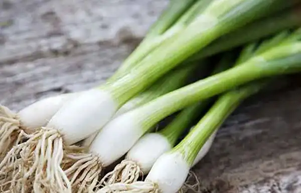 خواص پیاز کوهی در طب سنتی برای لاغری و مضرات آن