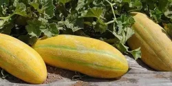 خواص پوست خربزه در طب سنتی برای لاغری و مضرات آن