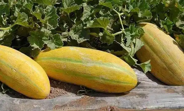 خواص پوست خربزه در طب سنتی برای لاغری و مضرات آن