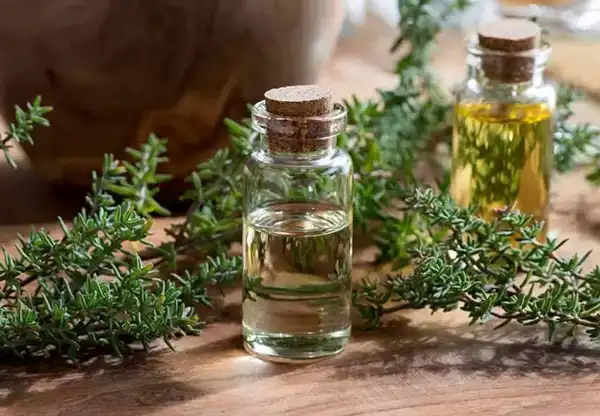 خواص روغن آویشن در طب سنتی برای لاغری و مضرات آن