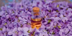 خواص روغن بنفشه در طب سنتی برای لاغری و مضرات آن