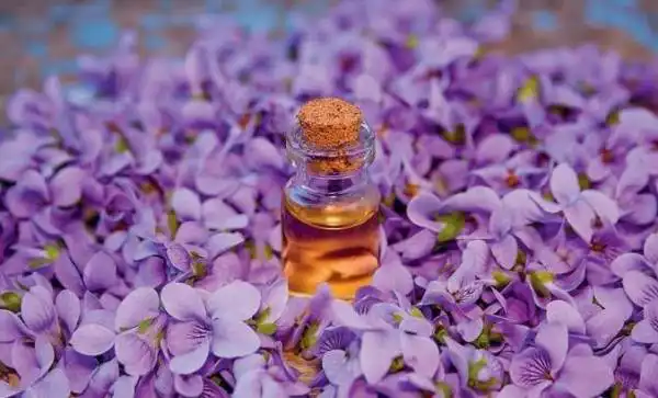 خواص روغن بنفشه در طب سنتی برای لاغری و مضرات آن