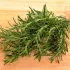 خواص رزماری در طب سنتی برای لاغری و مضرات آن