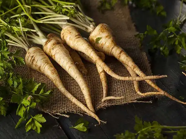 خواص شقاقل در طب سنتی برای لاغری و مضرات آن