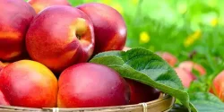 خواص شلیل در طب سنتی برای لاغری و مضرات آن