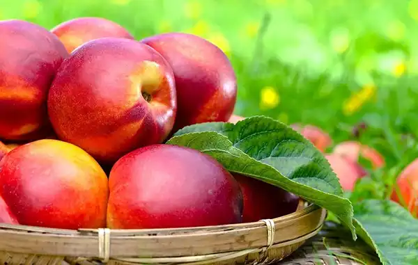 خواص شلیل در طب سنتی برای لاغری و مضرات آن