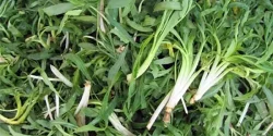 خواص شنگ در طب سنتی برای لاغری و مضرات آن