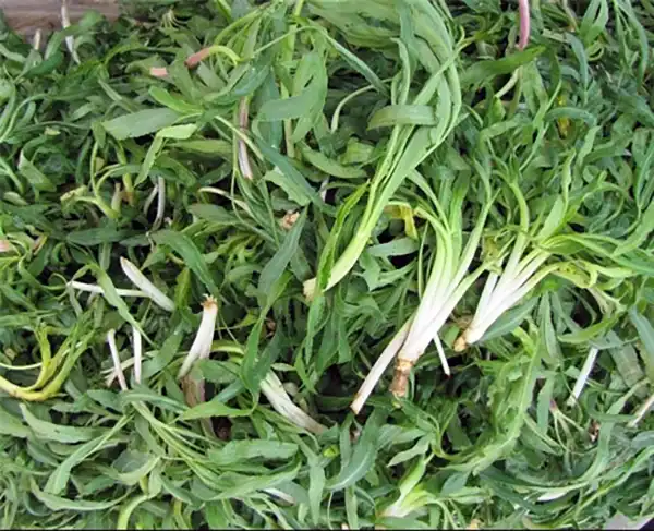 خواص شنگ در طب سنتی برای لاغری و مضرات آن