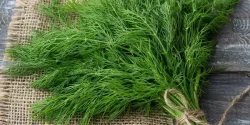 خواص شوید در طب سنتی برای لاغری و مضرات آن