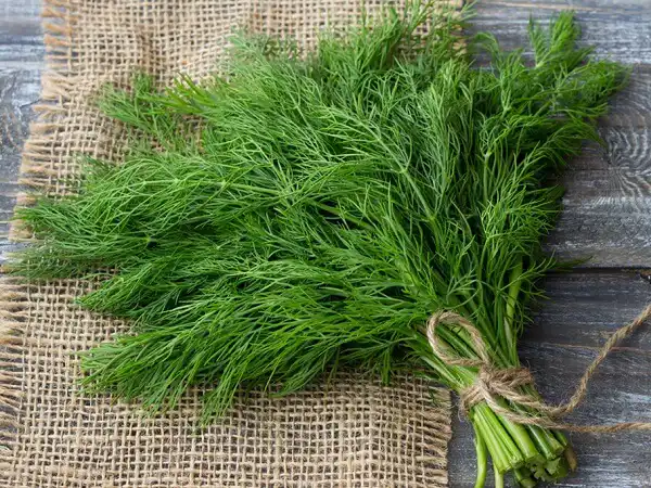 خواص شوید در طب سنتی برای لاغری و مضرات آن