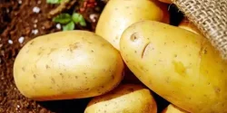خواص سیب زمینی در طب سنتی برای لاغری و مضرات آن