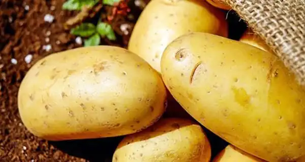 خواص سیب زمینی در طب سنتی برای لاغری و مضرات آن
