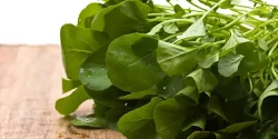 خواص تره تیزک در طب سنتی برای لاغری و مضرات آن