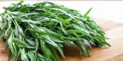 خواص ترخون در طب سنتی برای لاغری و مضرات آن
