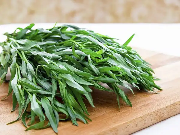 خواص ترخون در طب سنتی برای لاغری و مضرات آن