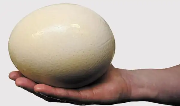 خواص تخم شترمرغ در طب سنتی برای لاغری و مضرات آن
