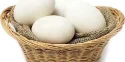 خواص تخم غاز در طب سنتی برای لاغری و مضرات آن