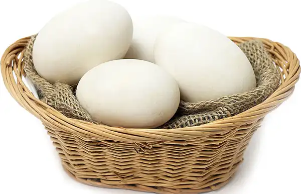 خواص تخم غاز در طب سنتی برای لاغری و مضرات آن