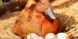 خواص تخم اردک در طب سنتی برای لاغری و مضرات آن