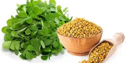 خواص تخم شنبلیله در طب سنتی برای لاغری و مضرات آن