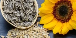 خواص تخمه آفتابگردان در طب سنتی برای لاغری و مضرات آن
