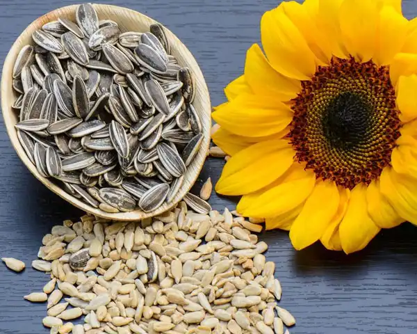 خواص تخمه آفتابگردان در طب سنتی برای لاغری و مضرات آن