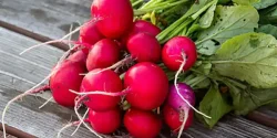 خواص ترب در طب سنتی برای لاغری و مضرات آن