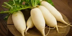 خواص ترب سفید در طب سنتی برای لاغری و مضرات آن