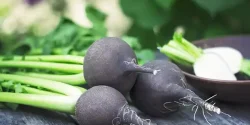 خواص ترب سیاه در طب سنتی برای لاغری و مضرات آن