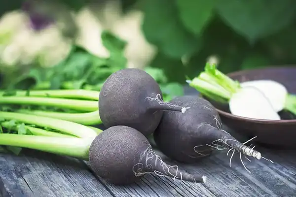 خواص ترب سیاه در طب سنتی برای لاغری و مضرات آن