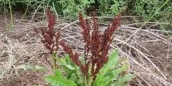 خواص ترشک در طب سنتی برای لاغری و مضرات آن
