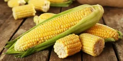 خواص ذرت در طب سنتی برای لاغری و مضرات آن