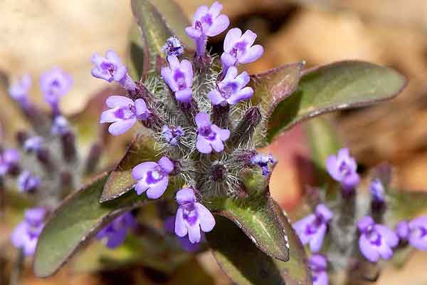 فواید کاکوتی برای رحم
خواص کاکوتی برای مردان
عکس کاکوتی خشک
خواص کاکوتی برای عفونت
خواص کاکوتی برای کبد
خواص عرق کاکوتی برای لاغری
خواص کاکوتی برای یبوست
عرق کاکوتی برای چی خوبه