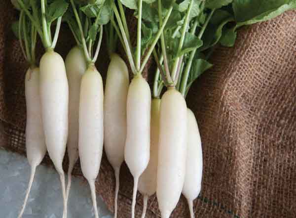 ترب سفید را چگونه مصرف کنیم
خواص ترب سفید با عسل
خواص ترب سفید برای مردان
خواص ترب سفید برای کلیه
خواص ترب سفید برای کبد چرب
ترب سفید را چگونه مصرف کنیم نی نی سایت
خواص ترب سفید برای معده
طبع ترب سفید