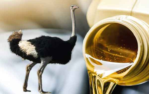  طرز تهیه روغن شتر مرغ خوراکی عکس روغن شتر مرغ اصل طریقه مصرف روغن شترمرغ برای پوست صورت روغن شتر مرغ برای چی خوبه عوارض روغن شتر مرغ برای پوست صورت نی نی سایت آیا روغن شترمرغ صورت را چاق میکند خواص روغن شترمرغ برای لک صورت خوردن روغن شترمرغ چه فوایدی دارد