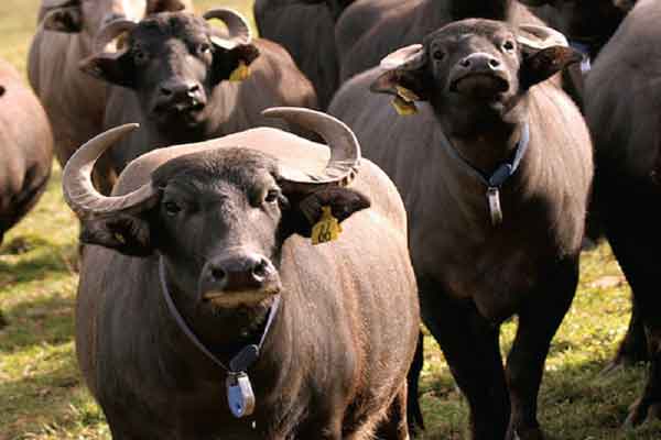 
خواص شیر گاومیش برای مردان
خواص شیر گاومیش نی نی سایت
ایا شیر گاومیش چاق میکند
طبع شیر گاومیش در طب سنتی
شیر گاومیش برای کودک نی نی سایت
خواص شیر گاومیش برای کودک
قیمت شیر گاومیش
شیر گاومیش پگاه